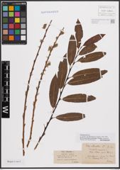 Foto von Salix daphnoides Vill. x Salix purpurea L.